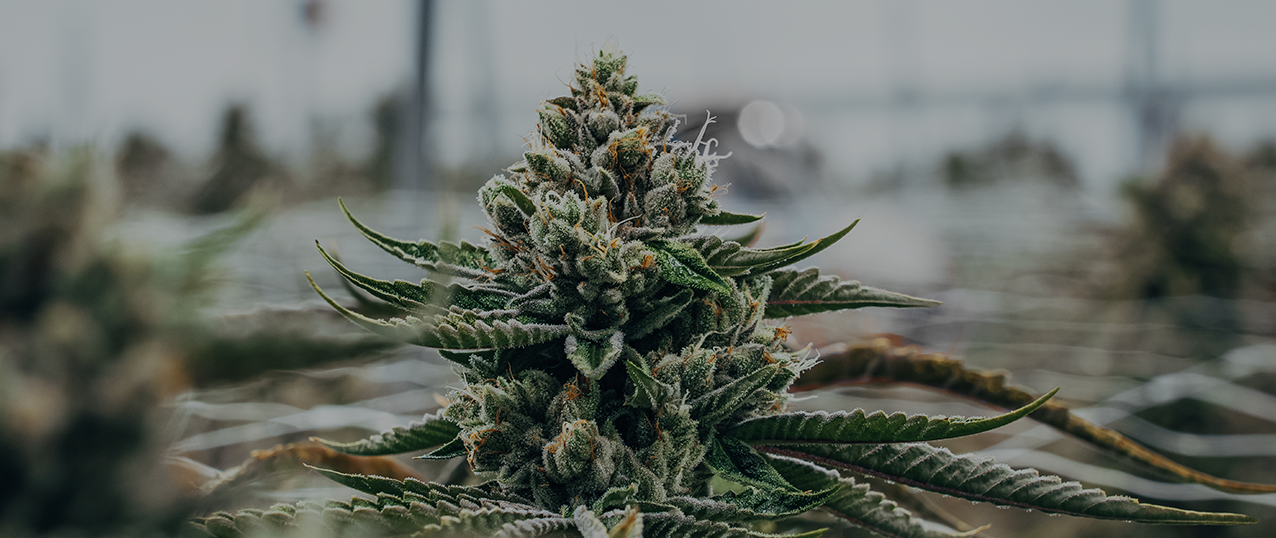 BC cannabis brands — Vanquish Holdings portfolio