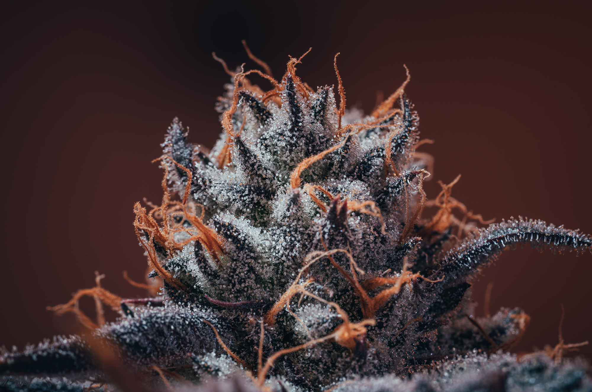 BC cannabis brands — Vanquish Holdings portfolio